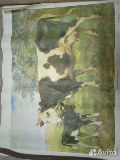 Картинка плакат СССР домашние животные пособие