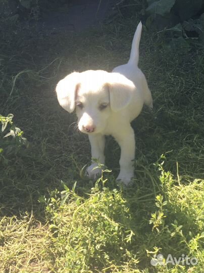 Отдам щенков