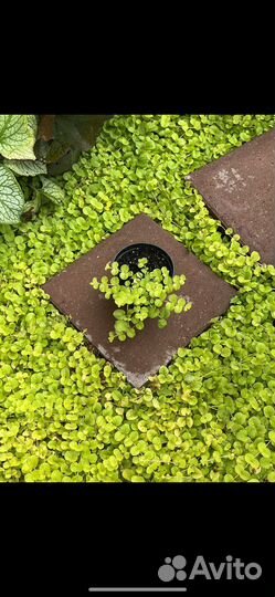 Вербейник монетчатый, флокс, арабис