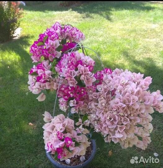 Бугенвиллия вера биколор