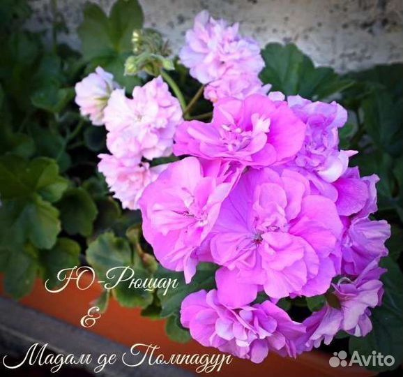 Пеларгония герань сортовая