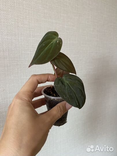 Филодендроны