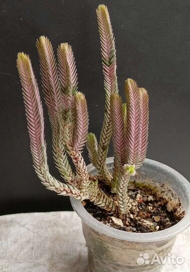 Суккуленты крассулы 2