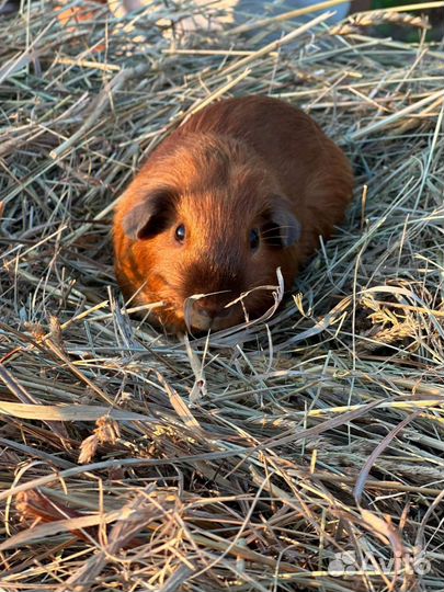 Морские свинки