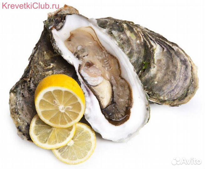 Устрицы 
