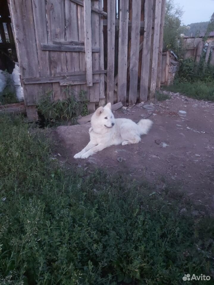 Собака в добрые руки