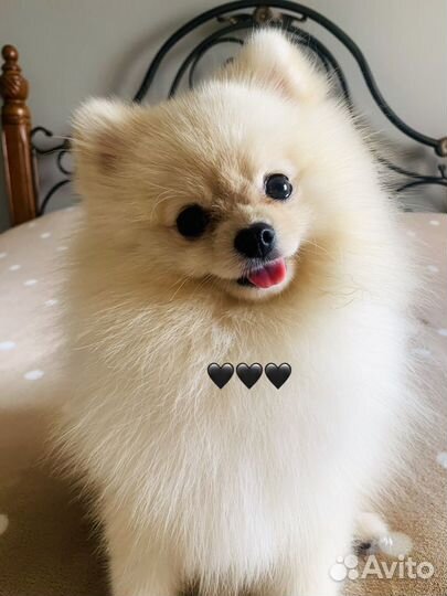 Померанский шпиц вязка