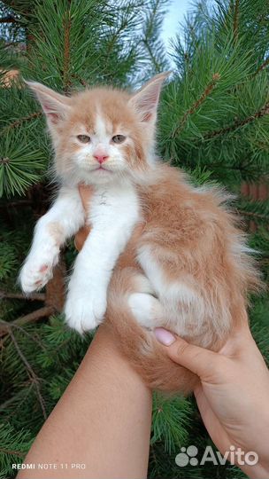 Котята мейн-кун