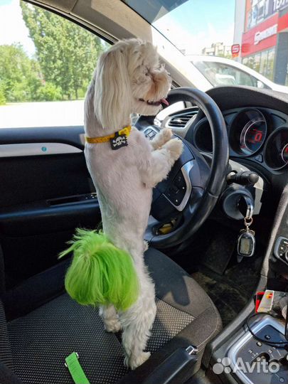 Вязка. Мальтийская болонка, мальчик