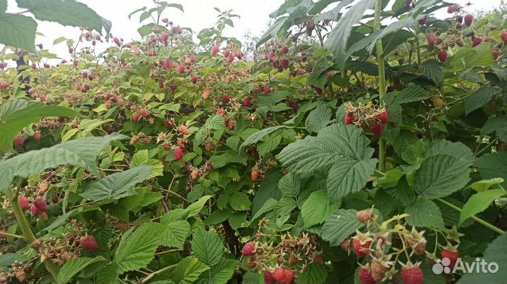 Саженцы малины оптом,делнива,амира,прималба и др