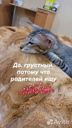 Ориентальный котик Ватсон современного типа