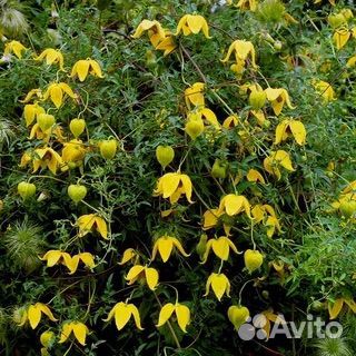 Клематис Тангуский