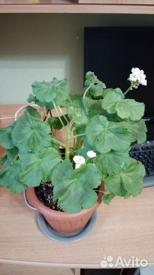 Герань (пеларгония)