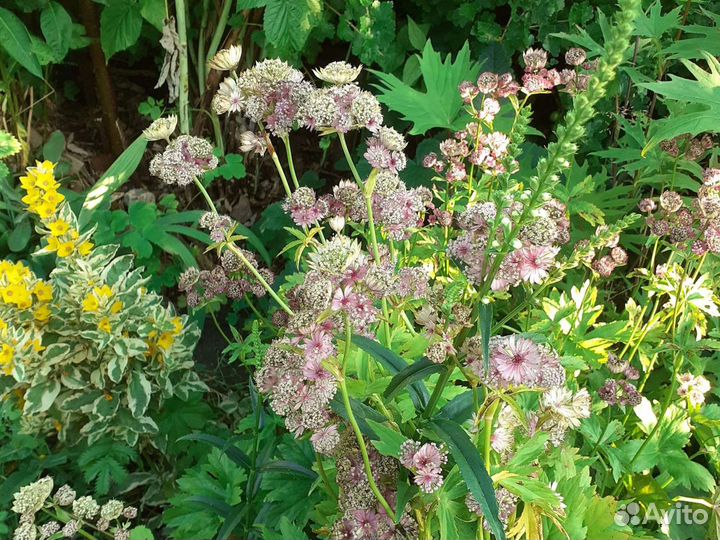 Цветы Многолетники разные