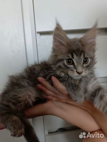 Котята мейн-кун