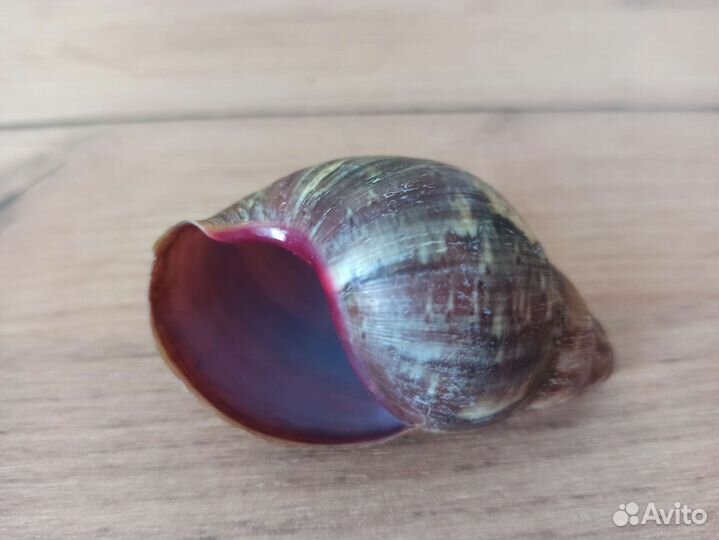 Морская раковина