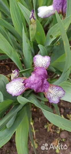 Ирис бордюрный