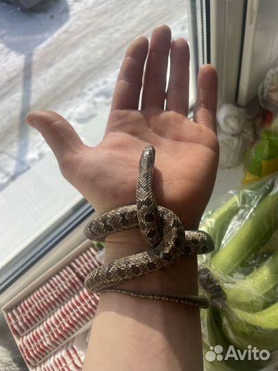 Узорчатый полоз (самец)