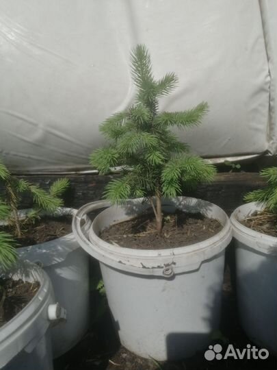 Ель голубая, можжевельники