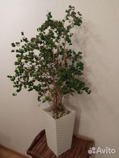 Взрослые большие цветы растения