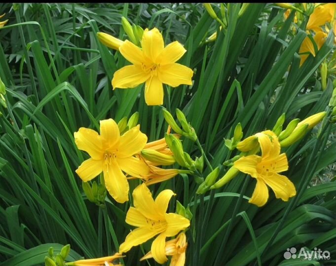 Лилейники, куст целиком