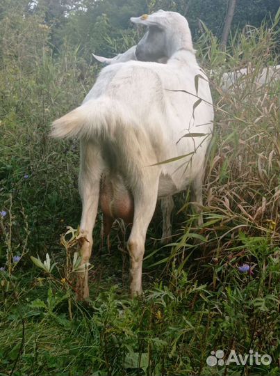 Коза нубийская, зааненская, козочка нубийка