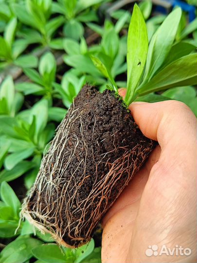 Эустома рассада