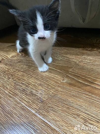 Котенок породистый