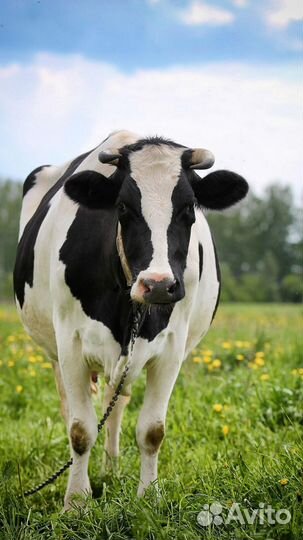 Корова высокоудойная