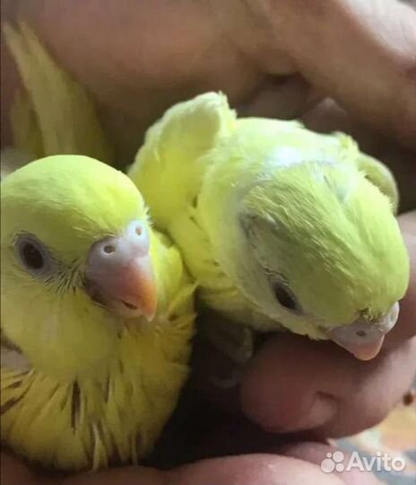 Попугаи домашнего разведения