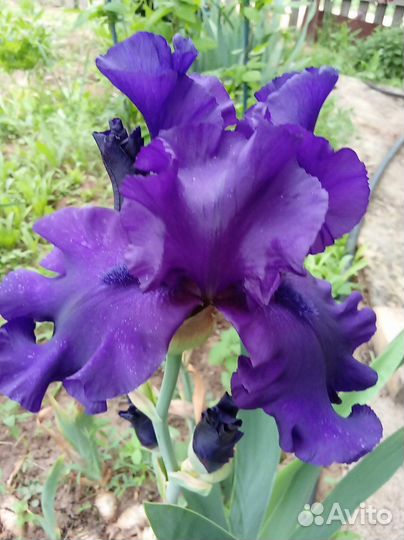 Ирисы