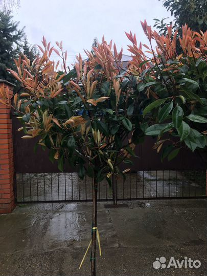 Фотиния на штамбе