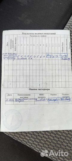 Вязка кобель курцхаар 2 года