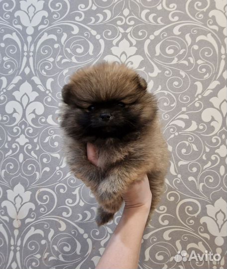 Померанский шпиц мальчик и девочка