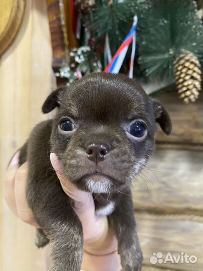 Чихуахуа девочка шоколадная