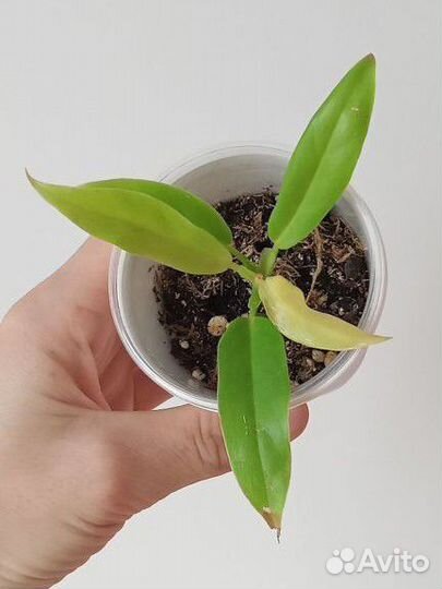 Сингониум, пеперомия, монстера и др