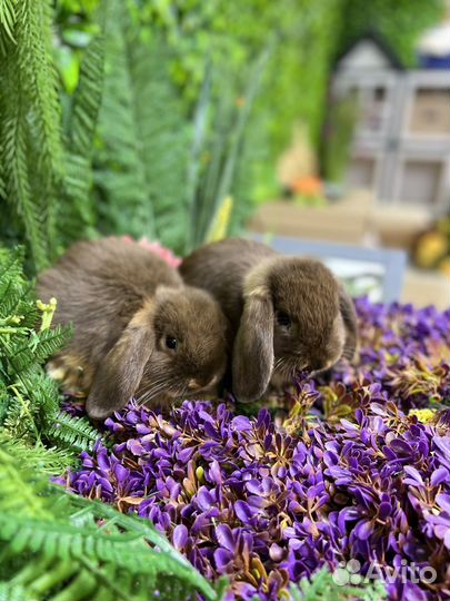 Лучшие кролики карликовые