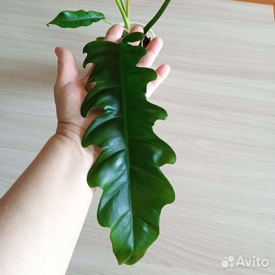 Филодендрон