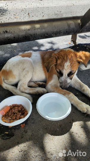 Спасите щенка