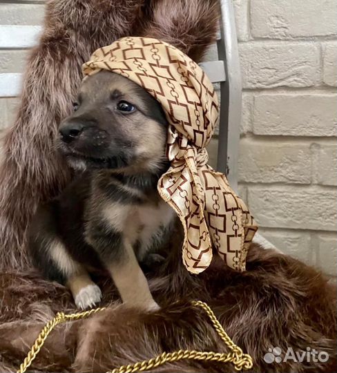 Собака в добрые руки отдам бесплатно