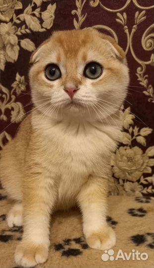 Шотландские вислоухие котята золотая шиншилла