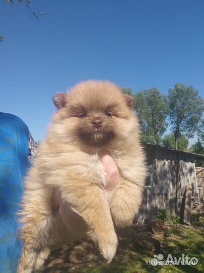 Померанский шпиц