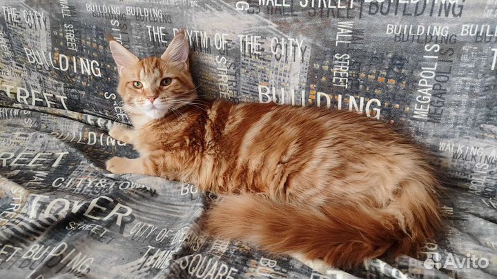 Кошечка Мейн-Кун