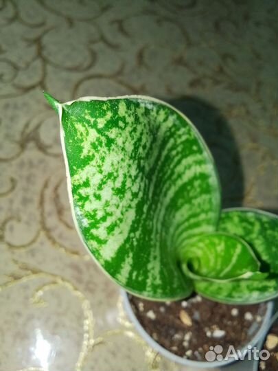 Сансевиерии