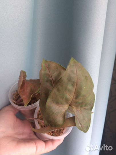 Эпипремнум, сингониум