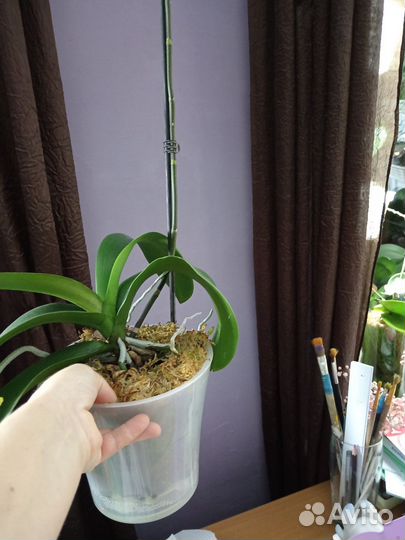 Орхидея фаленопсис