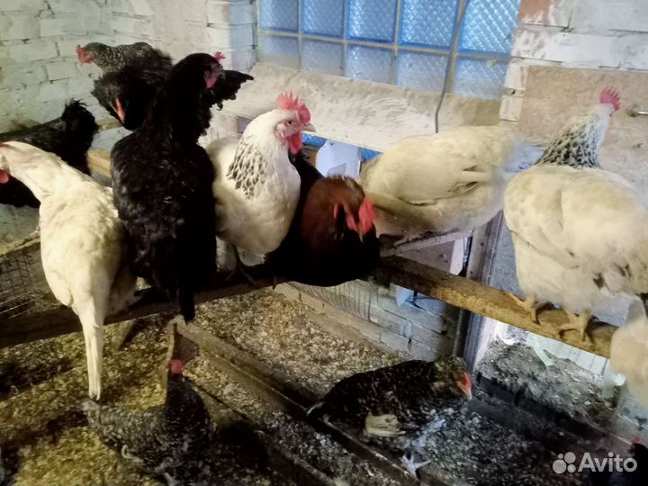 Куры и домашнее яйцо