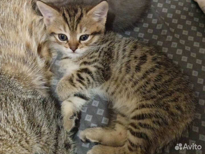 Кошка в дар бесплатно