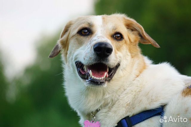 Фотограф животных/фотограф анималист