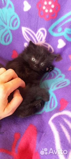 Чёрные пушистые котята 1,5мес в добрые руки